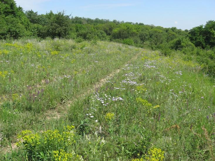 Придніпрянське з panoramio.com - Приднепрянское