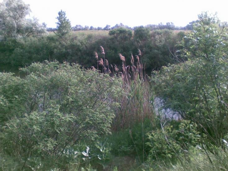 Єлизаветівка з panoramio.com - Yelyzavetivka