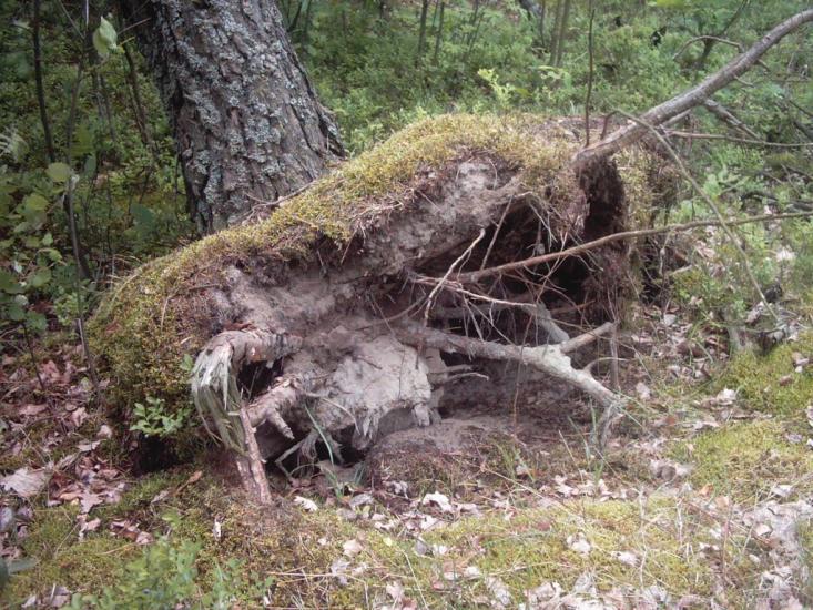 Коцюри з panoramio.com - Коцюри