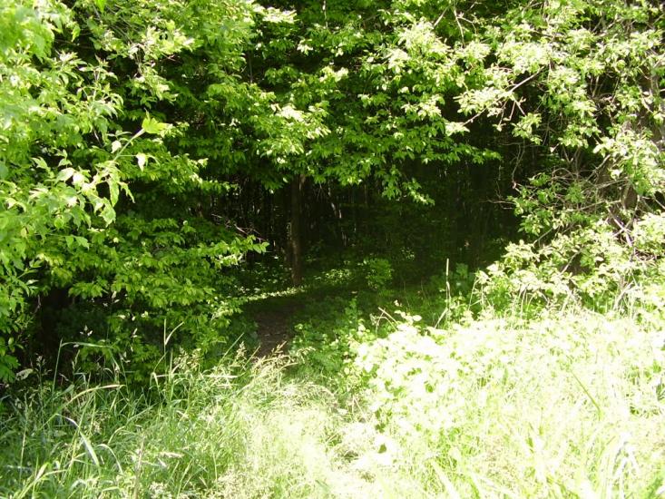 Коржівці з panoramio.com - Korzhivtsi