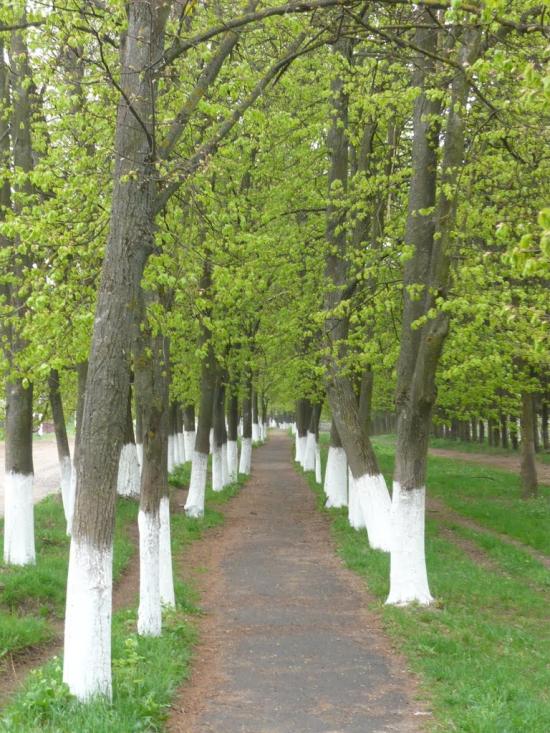 Згарок з panoramio.com - Згарок