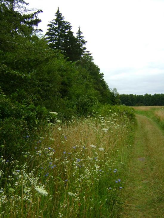 Рогізна з panoramio.com - Рогозна
