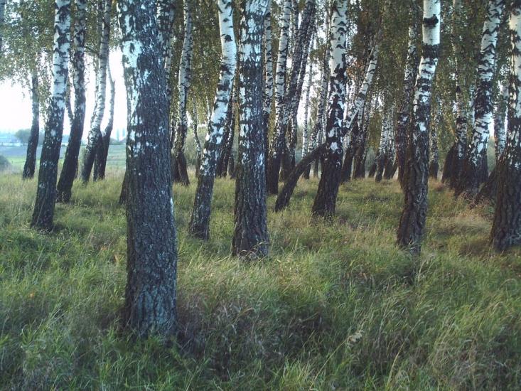 Іскра з panoramio.com - Іскра