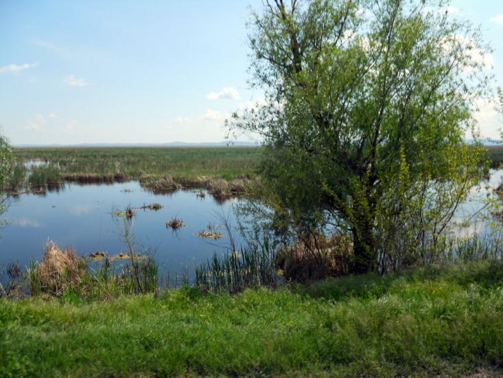 Новосільське з panoramio.com - Novosilske
