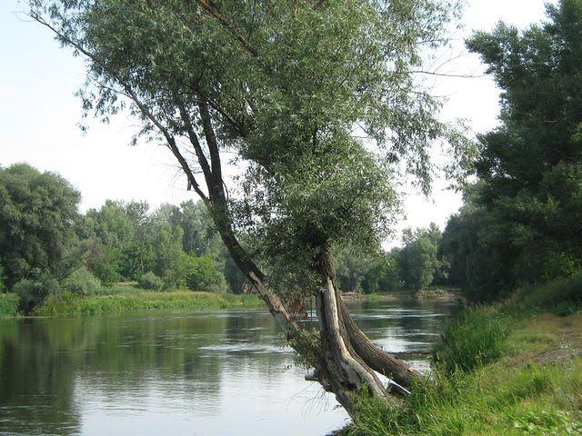 Пискунівка з panoramio.com - Pyskunivka