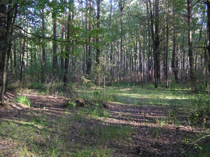 Струмок з panoramio.com - Струмок