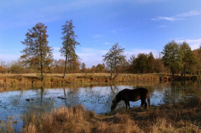 Сосниця з panoramio.com - Sosnicya