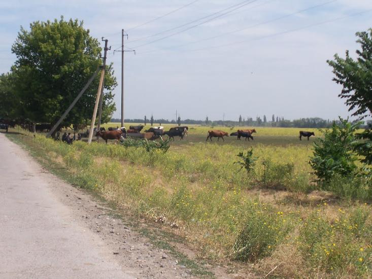 Баштанка з panoramio.com - Баштанка