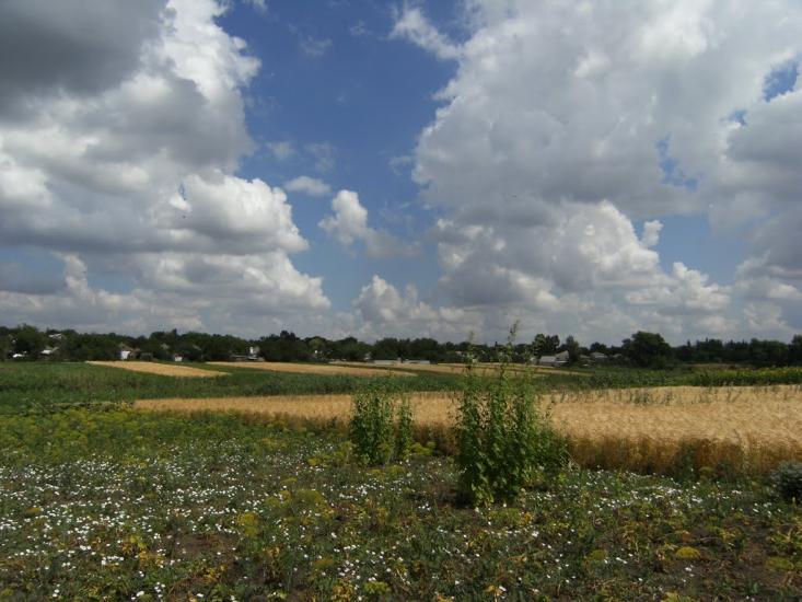 Козацьке з panoramio.com - Козацьке