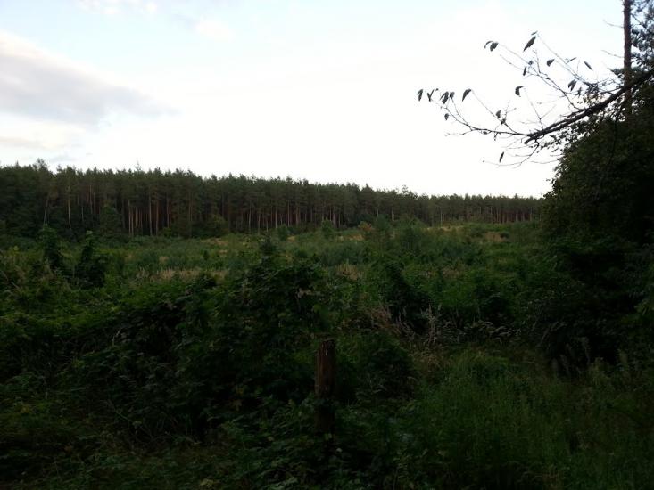 Княжичі з panoramio.com - Княжичи