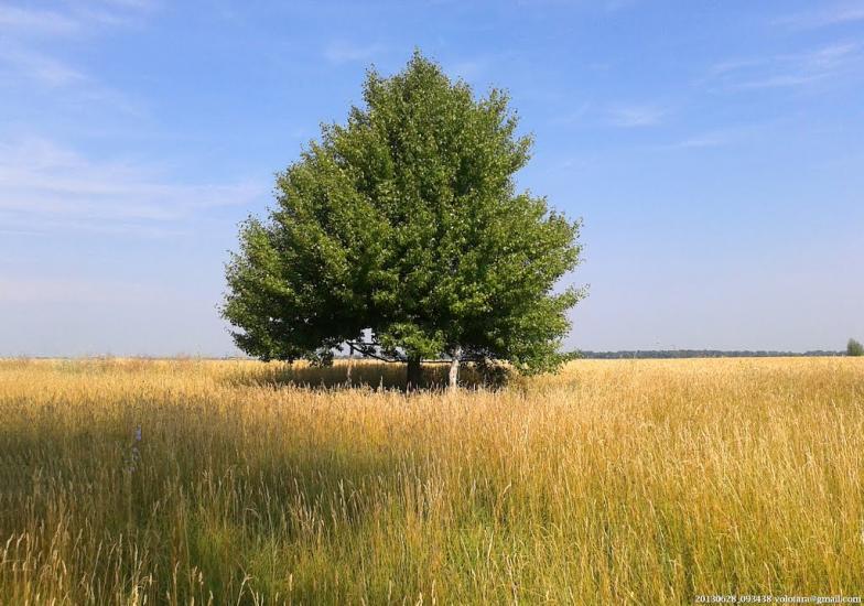 Переяслівка з panoramio.com - Переяслівка