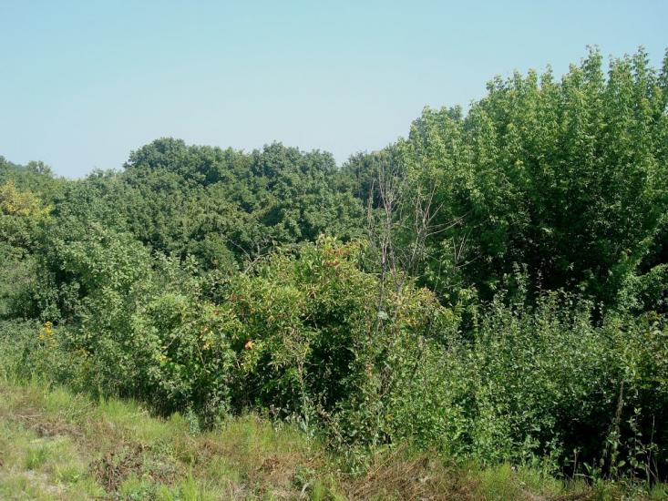 Тарасівка з panoramio.com - Тарасовка