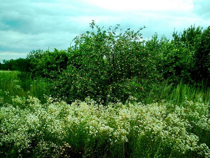 Кам'яна Яруга з panoramio.com - Кам'яна Яруга