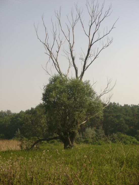 Березань з panoramio.com - Berezan