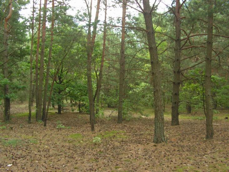 Лисняки з panoramio.com - Лисняки