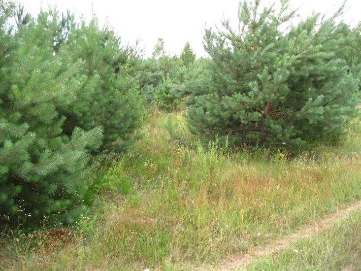 Берестовець з panoramio.com - Берестовець