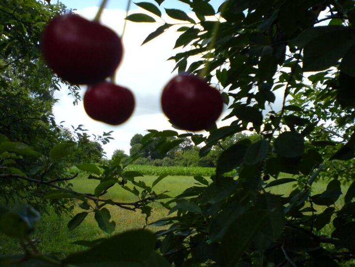 Комсомольське з panoramio.com - Комсомольське