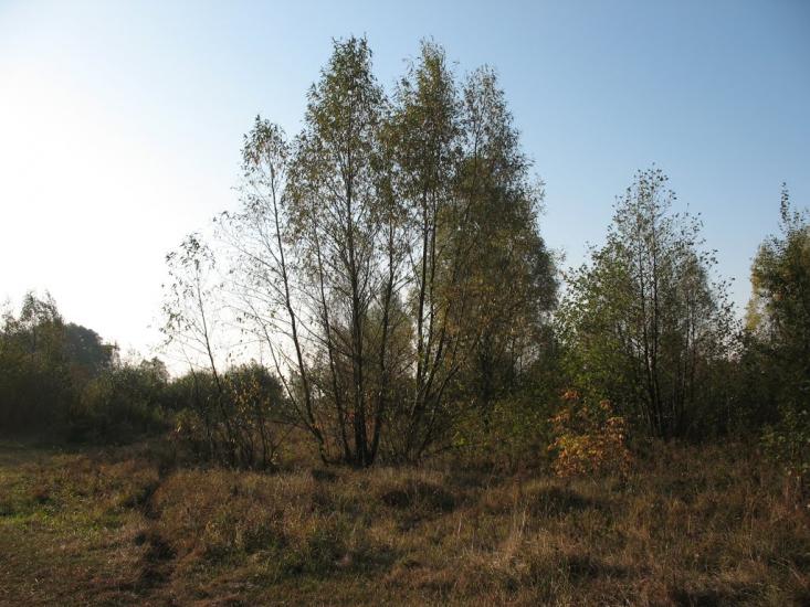Осіч з panoramio.com - Осіч