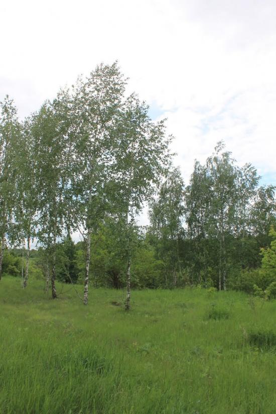 Панівці з panoramio.com - Панівці