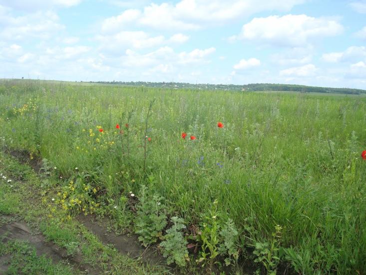 Давидківці з panoramio.com - Давыдковцы