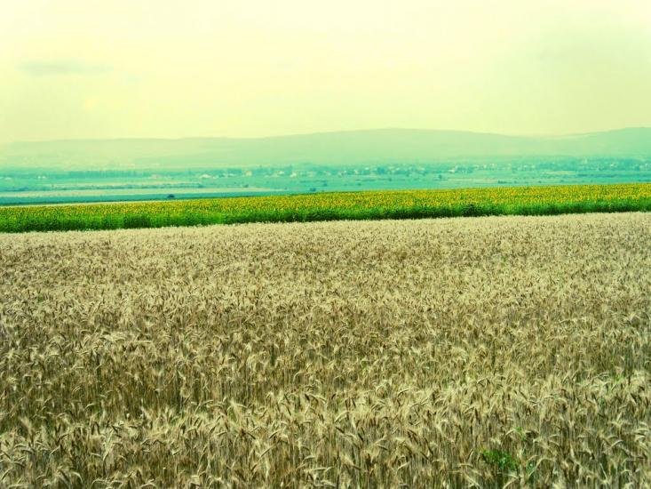 Ванчиківці з panoramio.com - Ванчиковцы