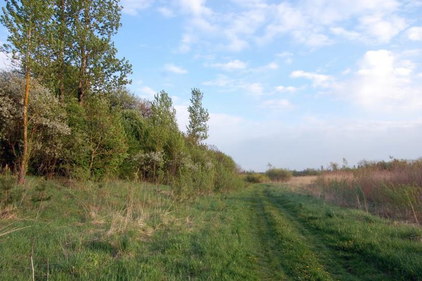 Рогізне з panoramio.com - Рогозное