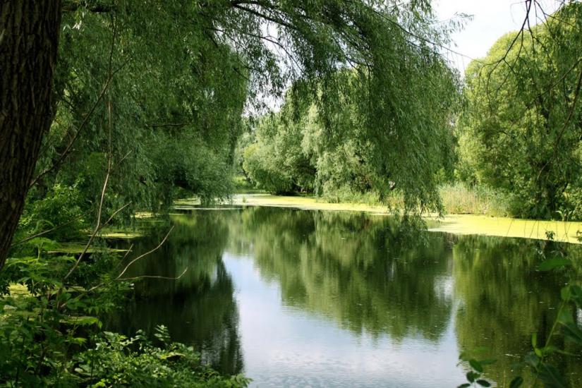 Млинів з panoramio.com - Mlyniv