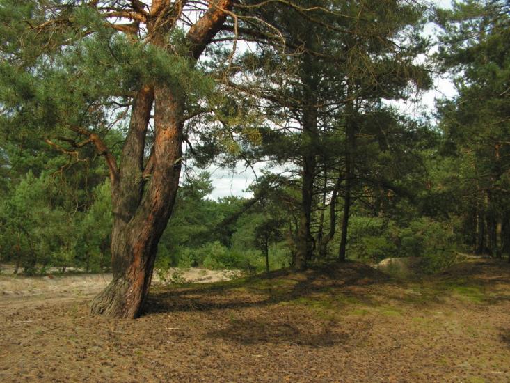 Лисняки з panoramio.com - Лисняки