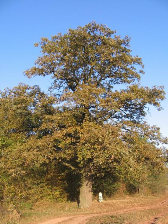 Возилів з panoramio.com - Возилів