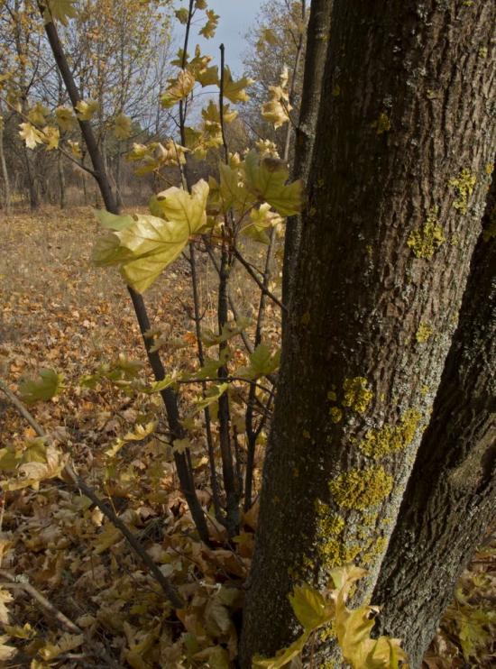 Суворовка з panoramio.com - Суворовка