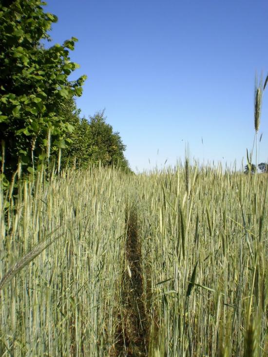 Веснянка з panoramio.com - Веснянка