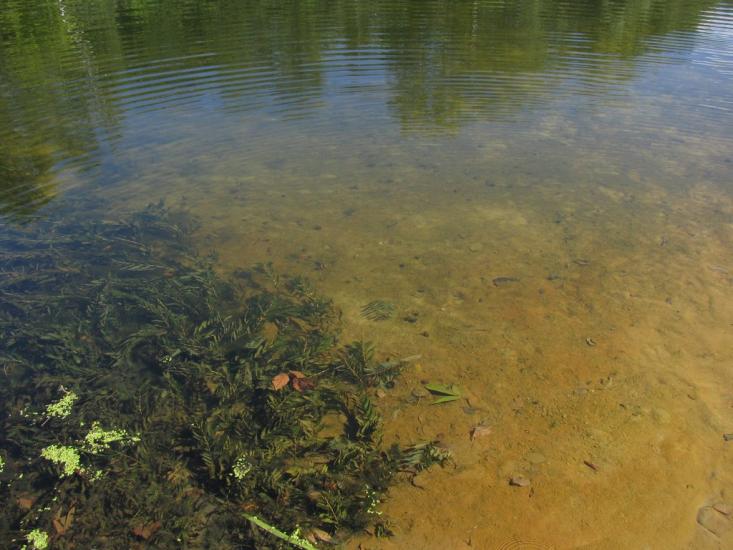 Яреськи з panoramio.com - Яреськи