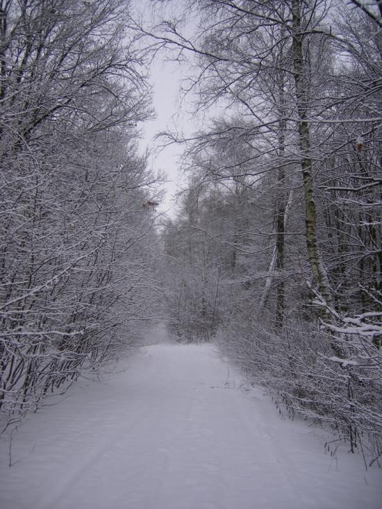 Борщівка з panoramio.com - Борщівка