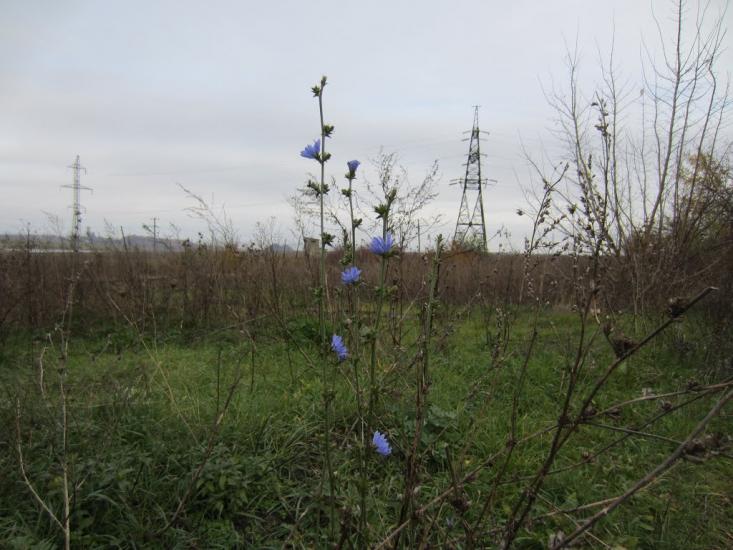 Оріхове з panoramio.com - Ореховое