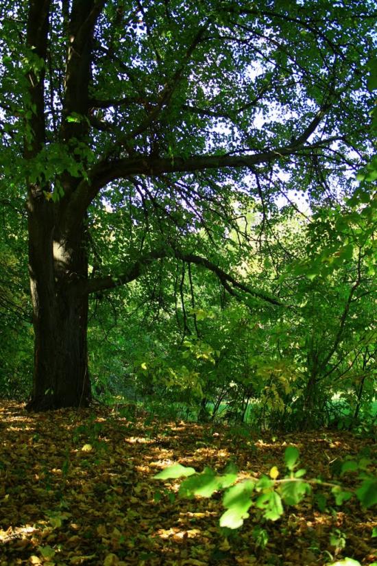 Шевченкове з panoramio.com - Шевченково