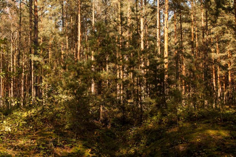 Лісопіль з panoramio.com - Лесополь