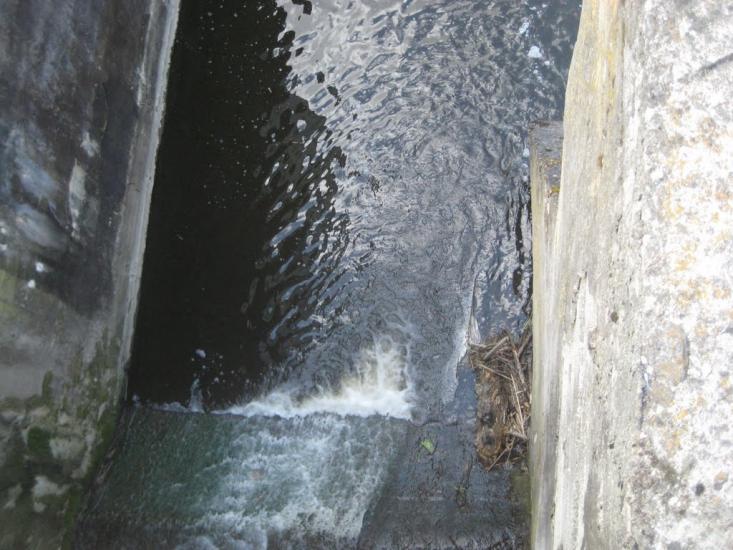 Вільха з panoramio.com - Ольха