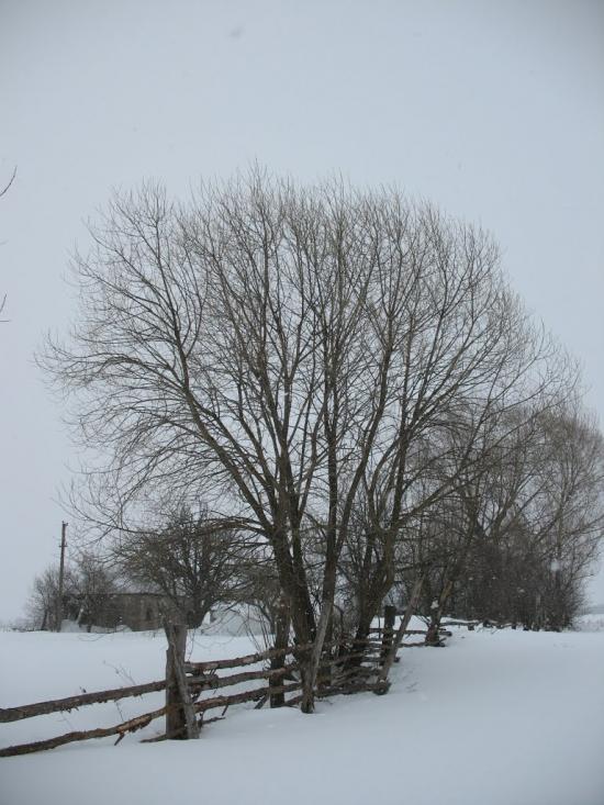 Осіч з panoramio.com - Осіч