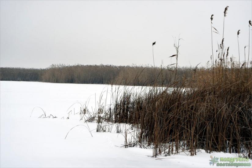 Мала Перещепина з panoramio.com - Малая Перещепина