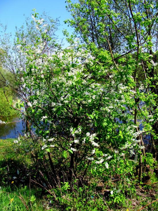 Сарни з panoramio.com - Сарни