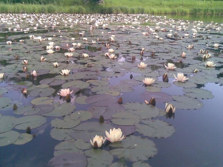 Городище з panoramio.com - Городище