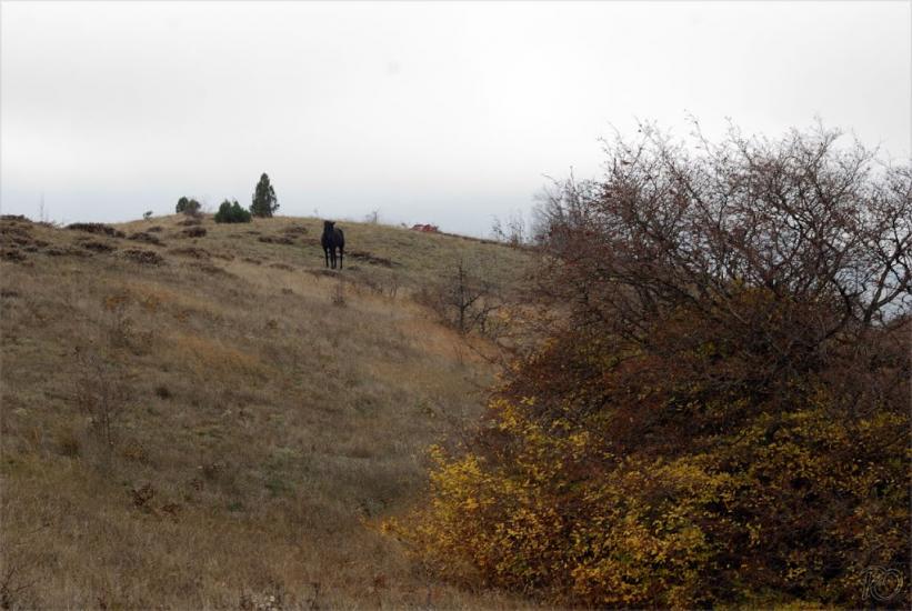 Міжріччя з panoramio.com - Міжріччя