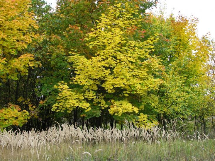 Залиман з panoramio.com - Залиман