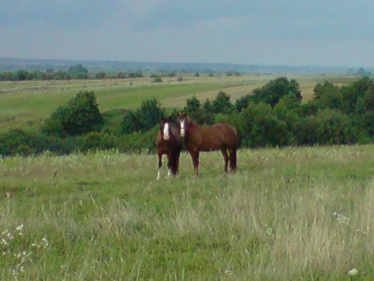 Конів з panoramio.com - Конів