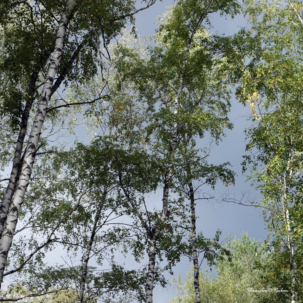 Зачепилівка з panoramio.com - Зачепиловка