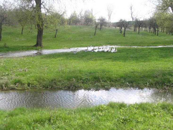 Зуя з panoramio.com - Зуя