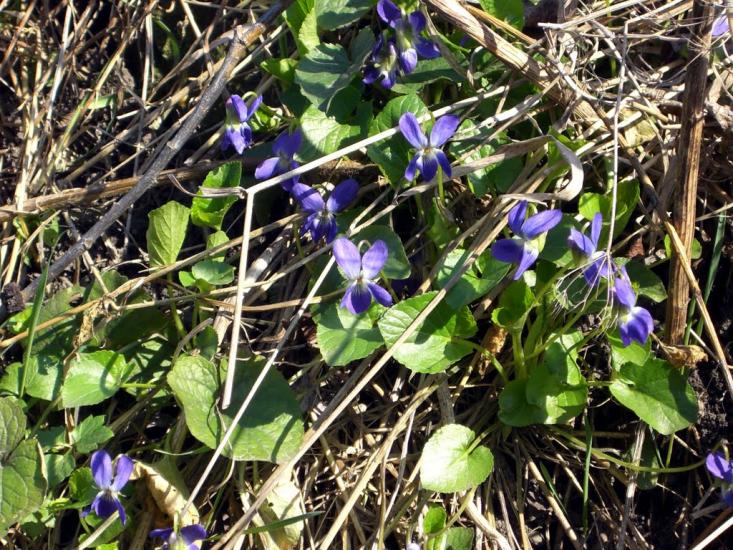 Балта з panoramio.com - Балта