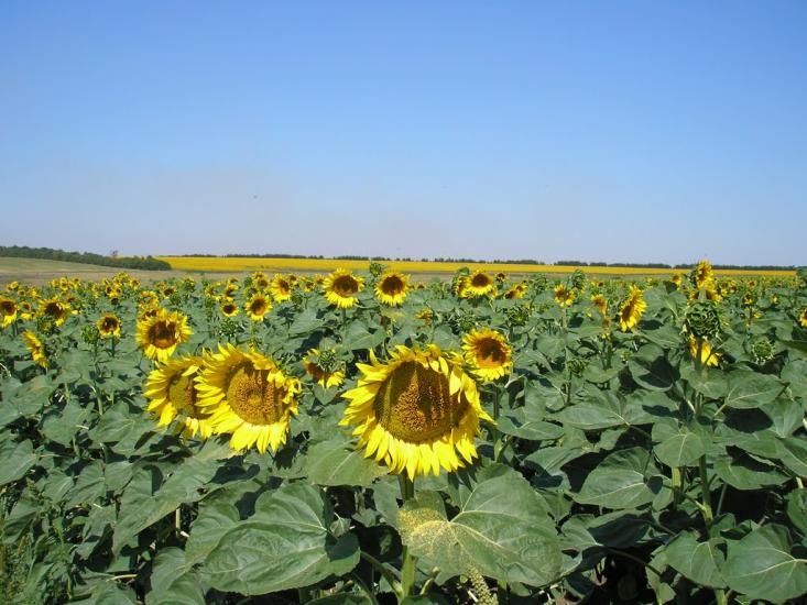 Недайвода з panoramio.com - Недайвода