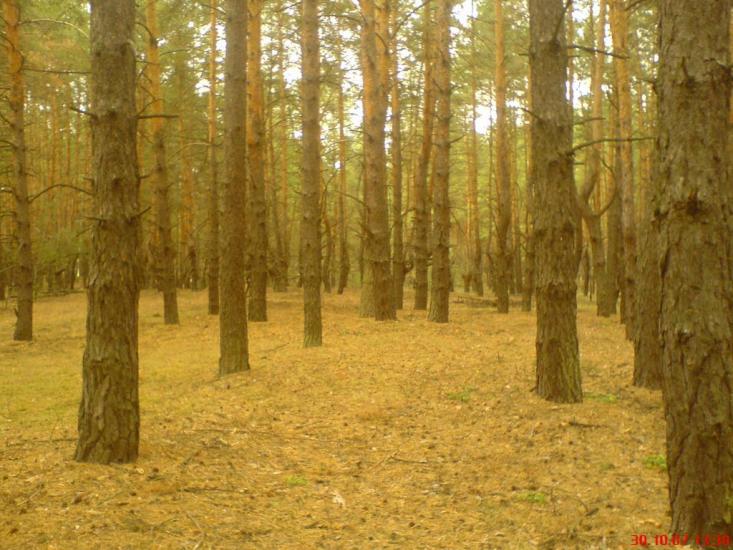 Борова з panoramio.com - Борова