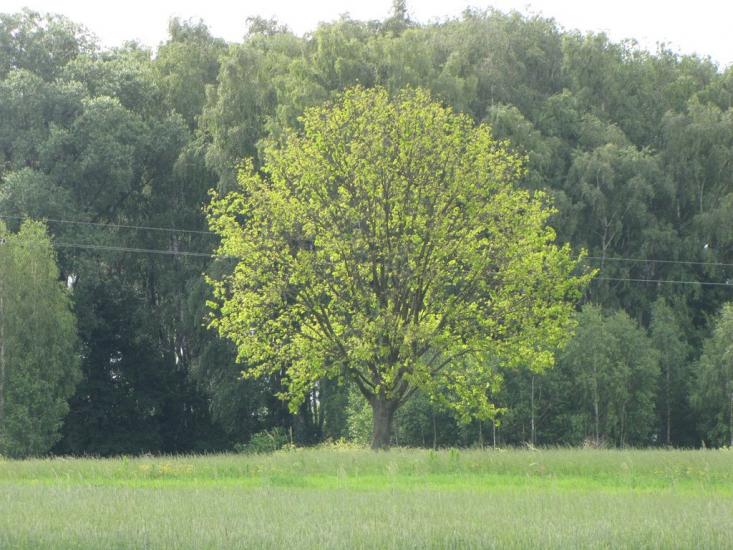 Сираї з panoramio.com - Сираї